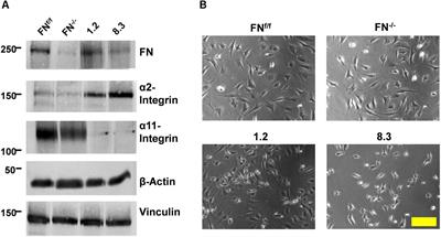 Impaired Contracture of 3D Collagen Constructs by Fibronectin-Deficient Murine Fibroblasts